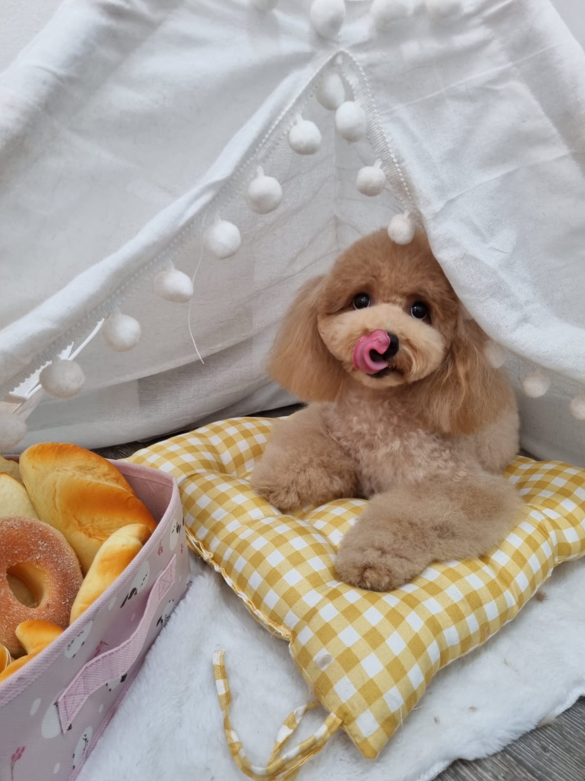 Fluffy poodle groomed at Grooming Oasis in Bukit Timah, Singapore